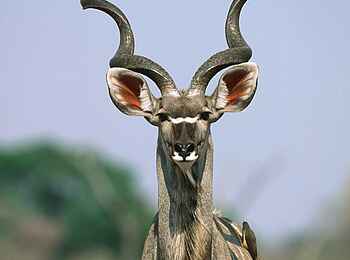 Okonjima Plains Camp: Kudu-Antilope Okonjima Plains Camp: Kudu-Antilope