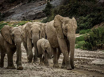 Onduli Ridge Camp: Elefantenfamilie