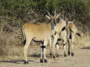 Robin Pope Safaris: Elenantilopen