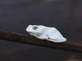 Sango Safari Camp: Albinofrosch