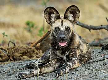 Savute Safari Lodge: Wildhund Savute Safari Lodge: Wildhund