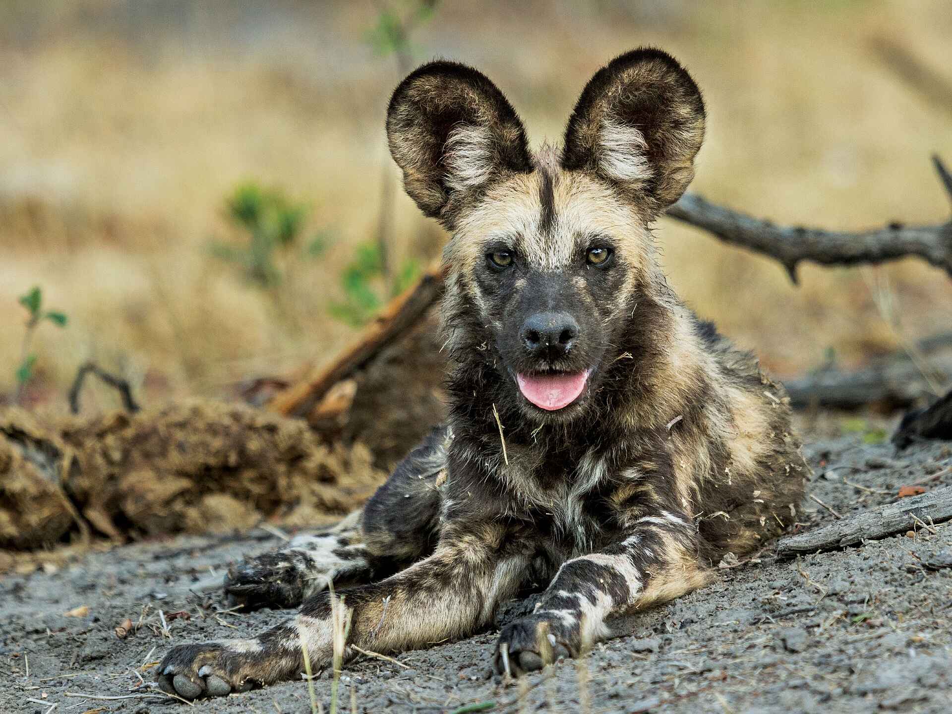 Savute Safari Lodge: Wildhund
