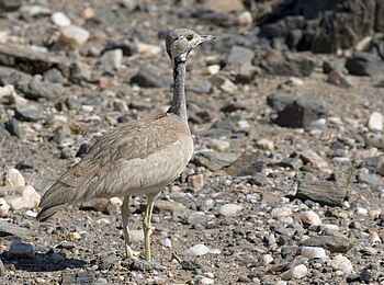 Serra Cafema: Rüppeltrappe
