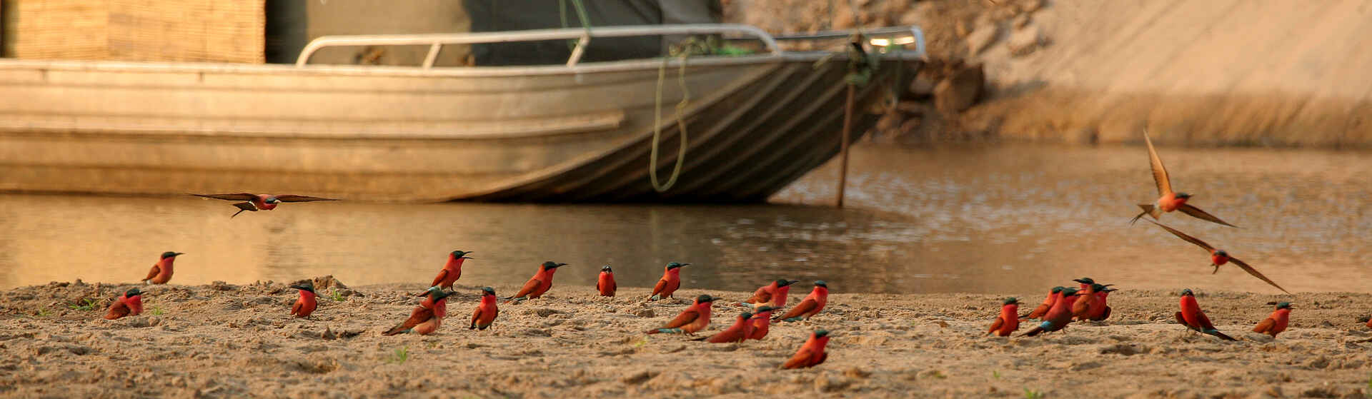 Shenton Carmine Bee Eater Hide: Auf der Sandbank Shenton Carmine Bee Eater Hide: Auf der Sandbank