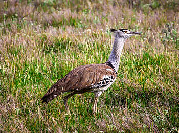 Sirikoi: Riesentrappe