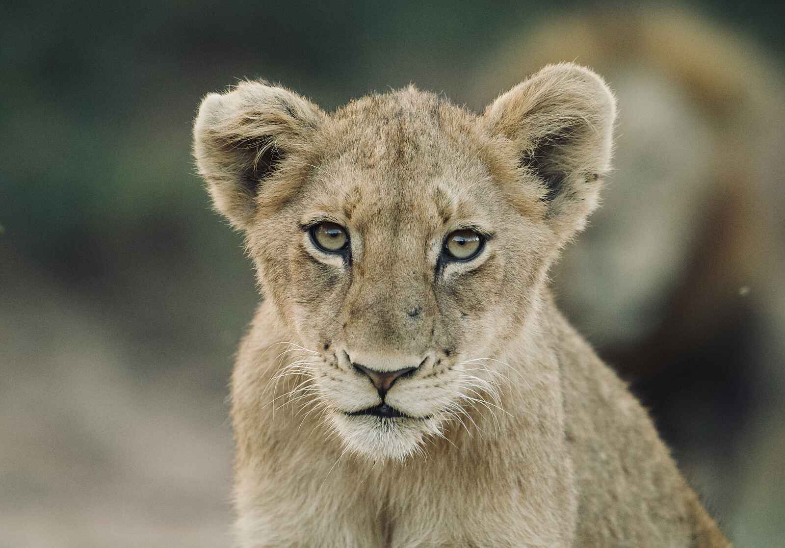 Siviti Timbavati Plains Lodge: Ein junger Löwe Siviti Timbavati Plains Lodge: Ein junger Löwe