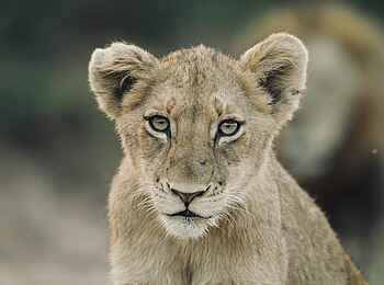 Siviti Timbavati Plains Lodge: Ein junger Löwe Siviti Timbavati Plains Lodge: Ein junger Löwe