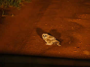 Soroi Leopards Lair Cottages: Eule im Scheinwerferlich bei Nacht