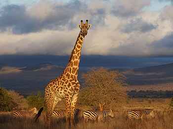 Soroi Leopards Lair Cottages: Giraffe und Zebraherde