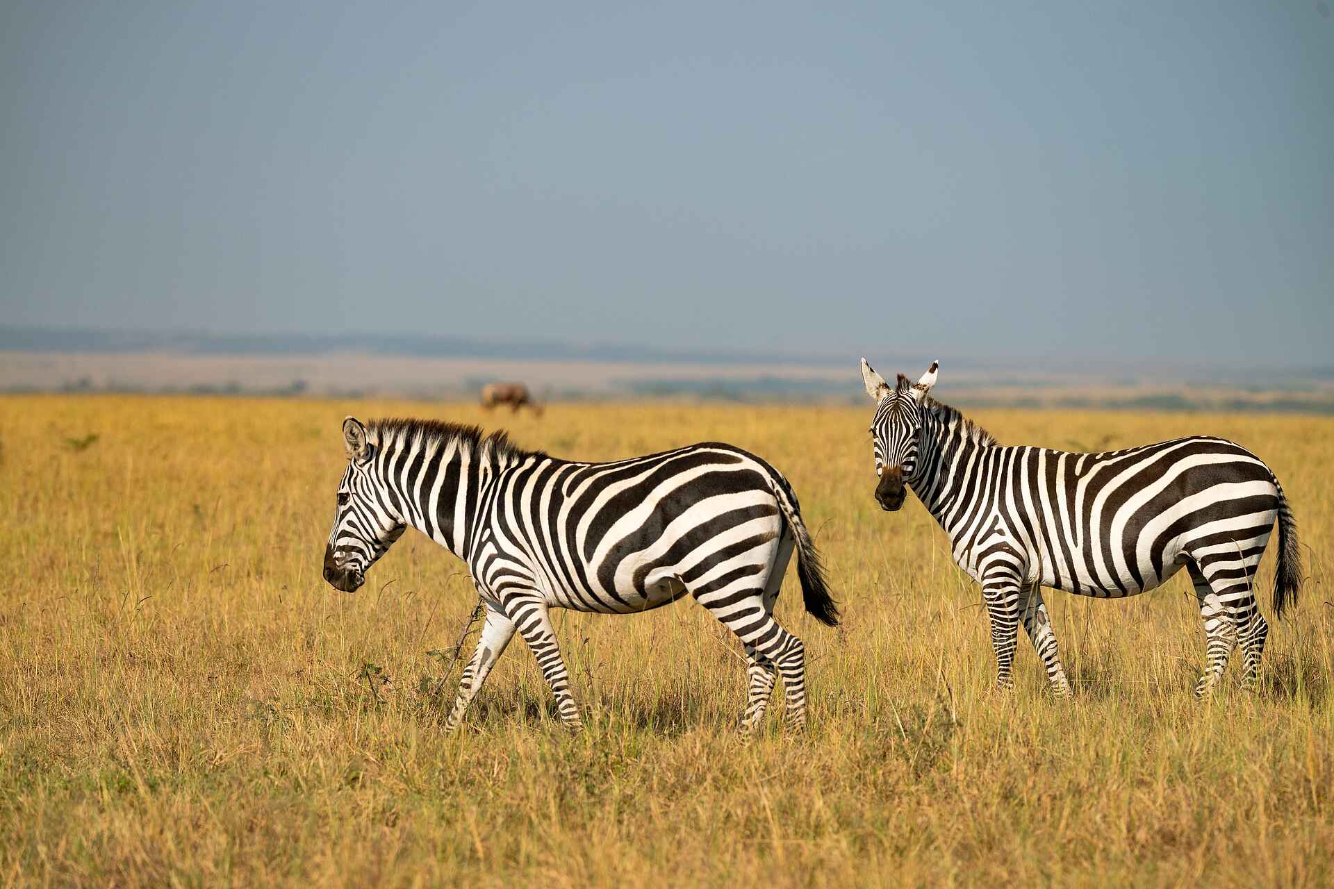Soroi Mara Bush Camp: Zebras
