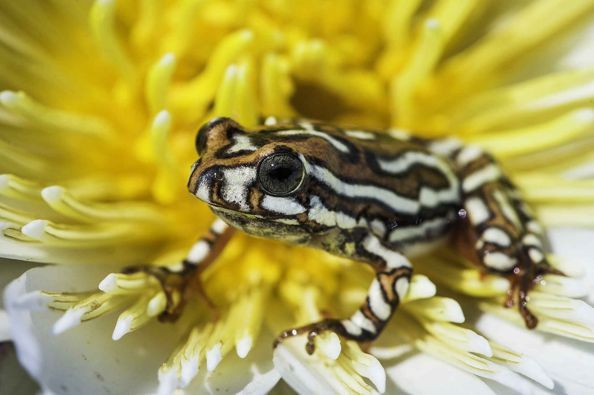 Vumbura Plains Camp: Painted Reed Frog