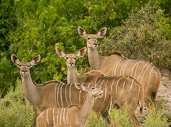 Bushman Plains Camp: Kudus Bushman Plains Camp: Kudus