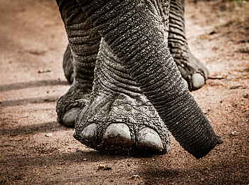 Legendary Mila Tented Camp: Elefantenfüße