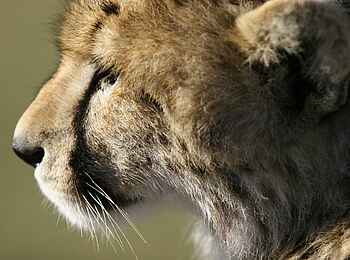 Legendary Mila Tented Camp: Gepardenkopf