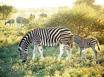 Madikwe Hills Private Game Lodge: Zebra mit Jungem