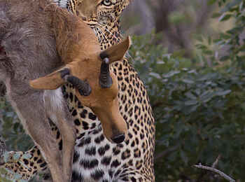 Makweti Safari Lodge: Ein Leopard mit Beute