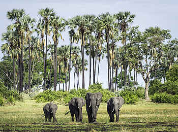 Mombo Camp: Elefanten vor Palmen Mombo Camp: Elefanten vor Palmen
