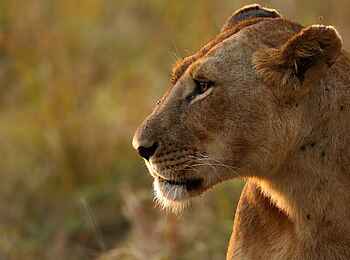 Olare Mara Kempinski: Löwin