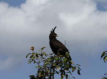 Ruzizi Tented Lodge: Ein Schopfadler