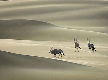 Serra Cafema: Gemsböcke in den Dünen