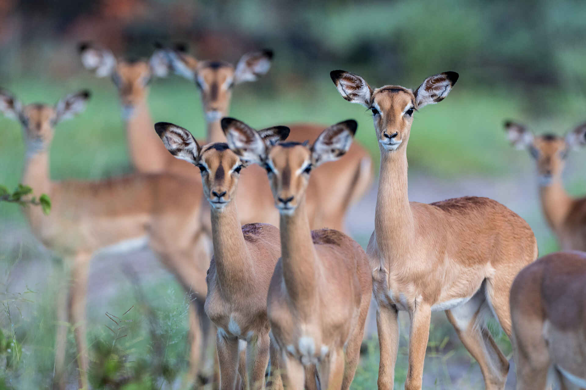 Tuludi Camp: Impalas