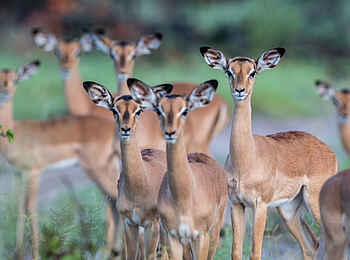 Tuludi Camp: Impalas Tuludi Camp: Impalas