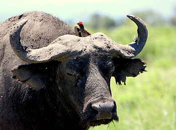 Volcanoes Kyambura Gorge Lodge: Büffel mit Oxpecker Volcanoes Kyambura Gorge Lodge: Büffel mit Oxpecker