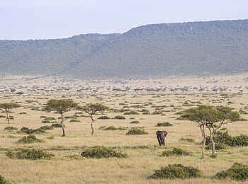 Wilderness Mara Camp: Elefant