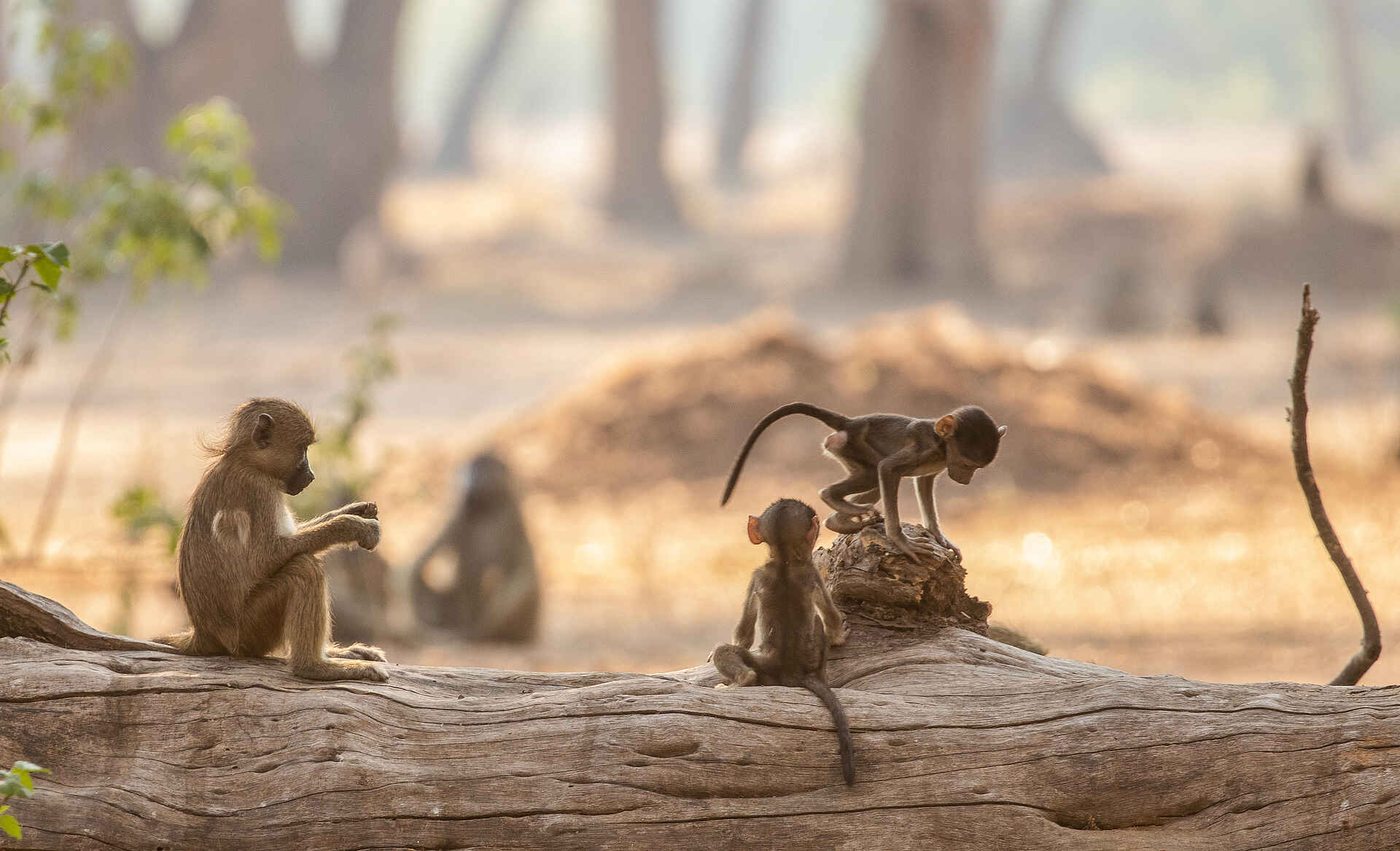 Amanzi Camp: Verspielte Paviane