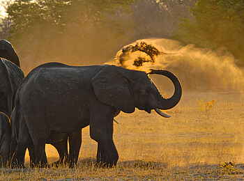 Bomani Tented Lodge: Elefanten mit Jungem