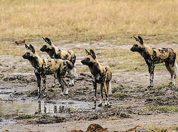 Bomani Tented Lodge: Wildhunde spitzen die Ohren
