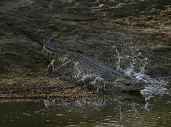 Chicari Camp: Krokodil Chicari Camp: Krokodil