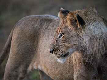 Chisa Busanga Camp: Junger Löwe Chisa Busanga Camp: Junger Löwe