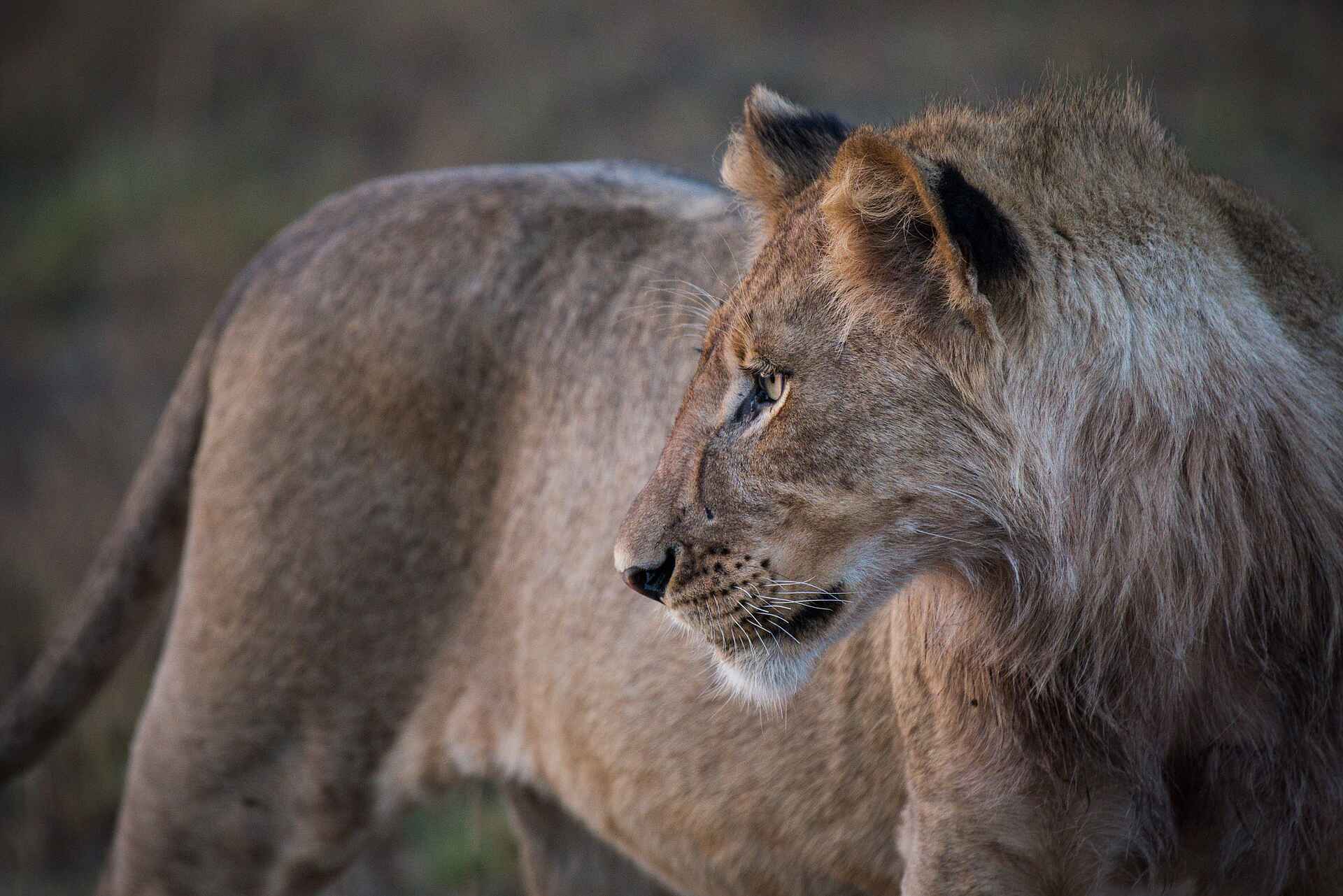 Chisa Busanga Camp: Junger Löwe