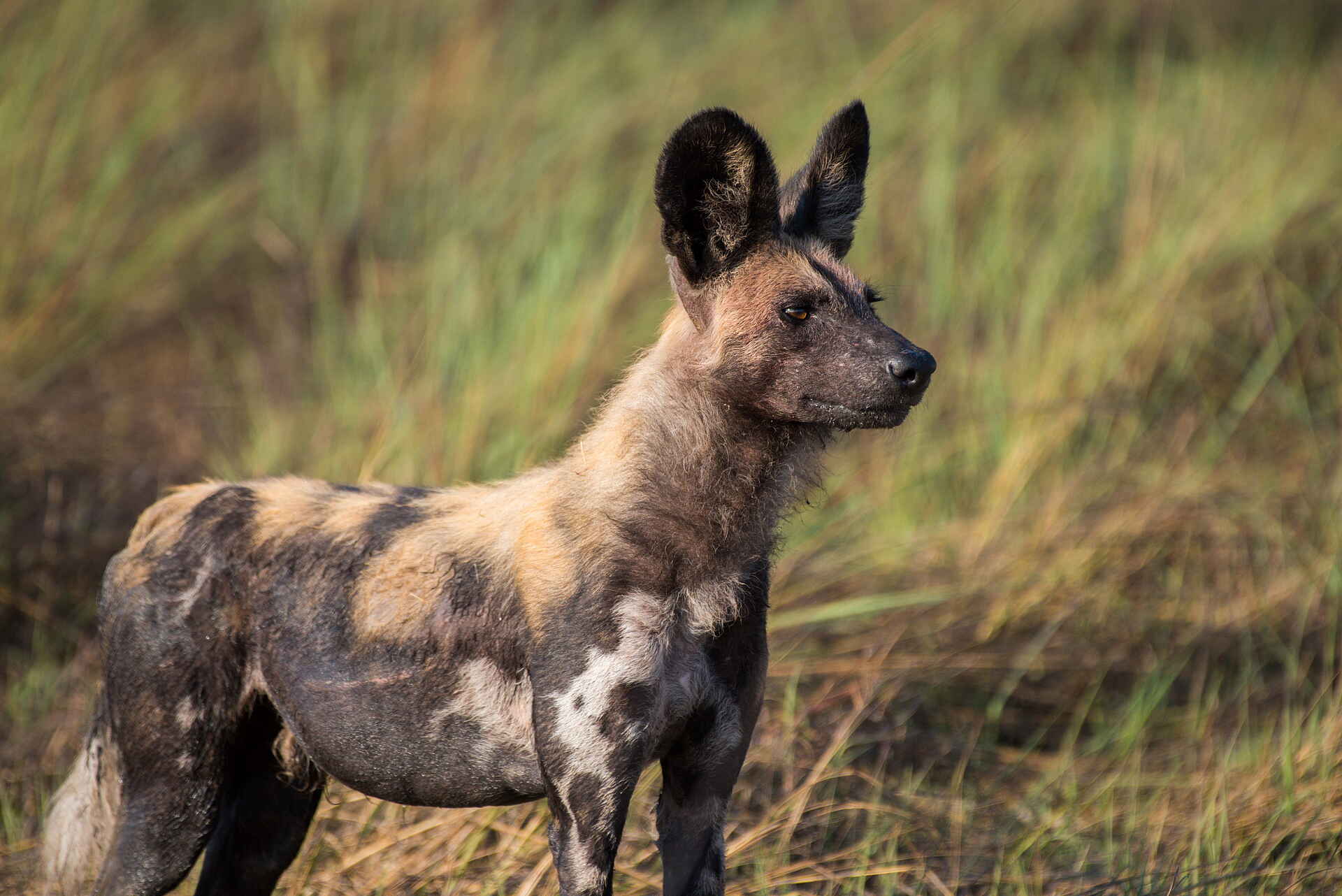 Chisa Busanga Camp: Wildhund Chisa Busanga Camp: Wildhund