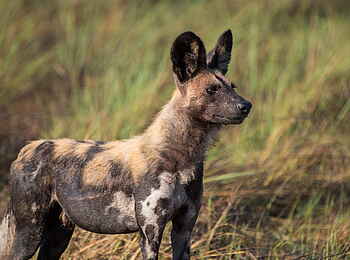 Chisa Busanga Camp: Wildhund