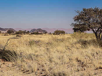 Desert Homestead Outpost: Vegetation der Savanne
