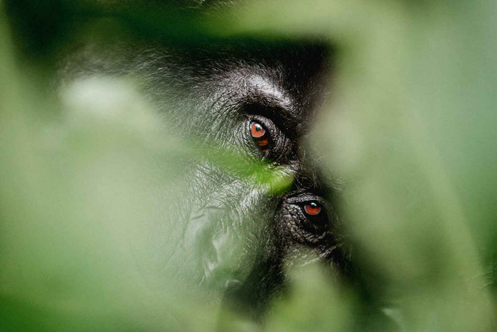 Erebero Hills: Im Blick des Gorillas Erebero Hills: Im Blick des Gorillas
