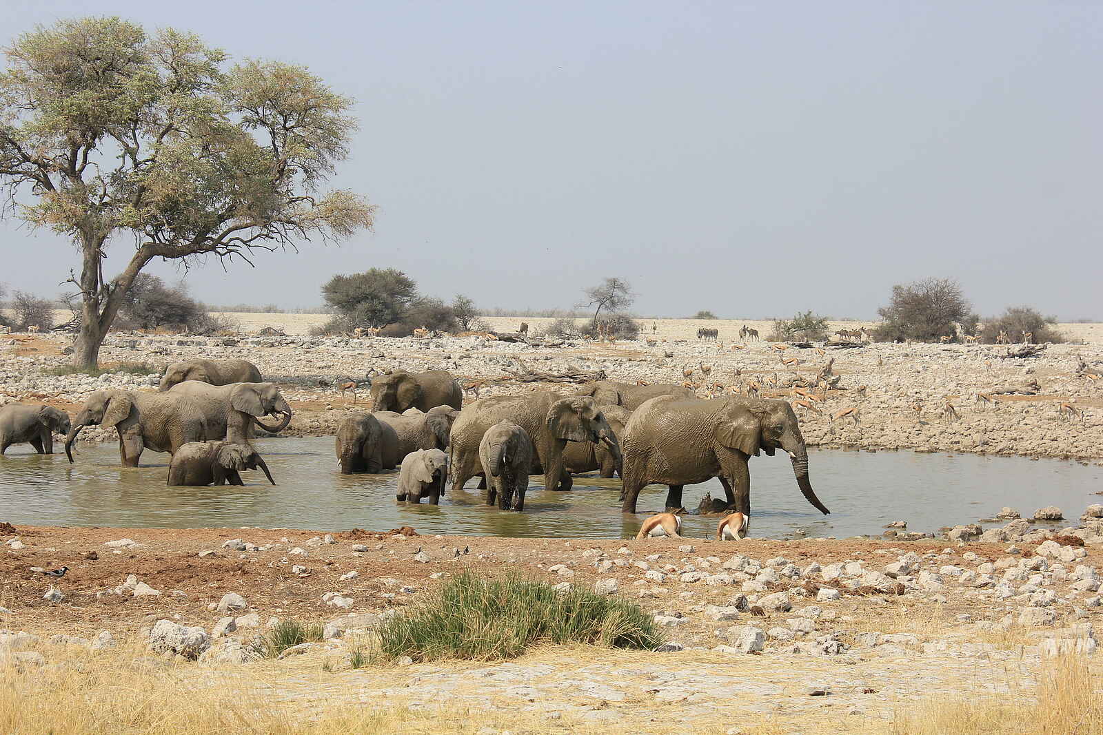 Etosha Oberland Lodge: Elefanten am Wasserloch Etosha Oberland Lodge: Elefanten am Wasserloch