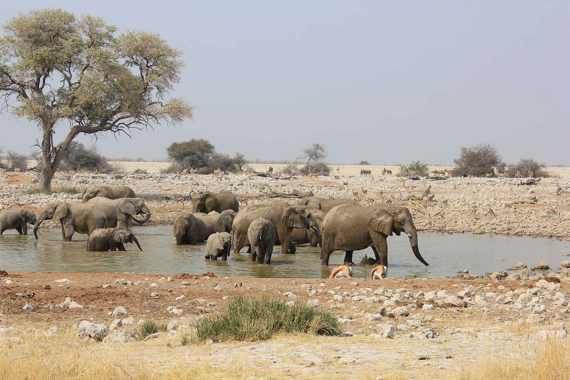 Etosha Oberland Lodge: Elefanten am Wasserloch