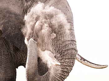 Governors' Il Moran Camp: Elefant