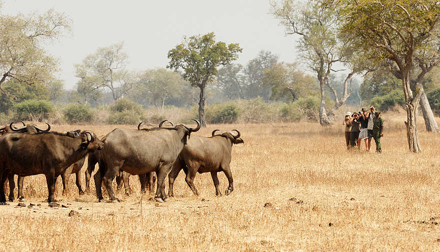 Kaingo Walking Safari: Büffelbegegnung Kaingo Walking Safari: Büffelbegegnung