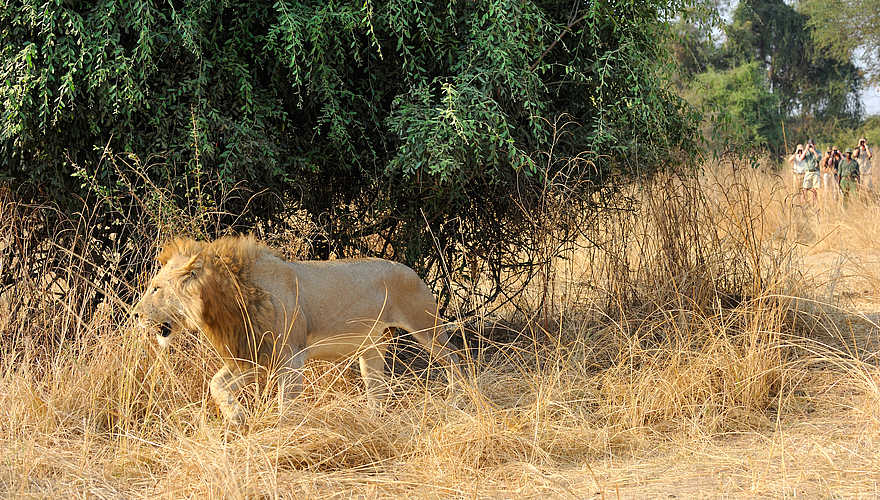 Kaingo Walking Safari: Männlicher Löwe Kaingo Walking Safari: Männlicher Löwe