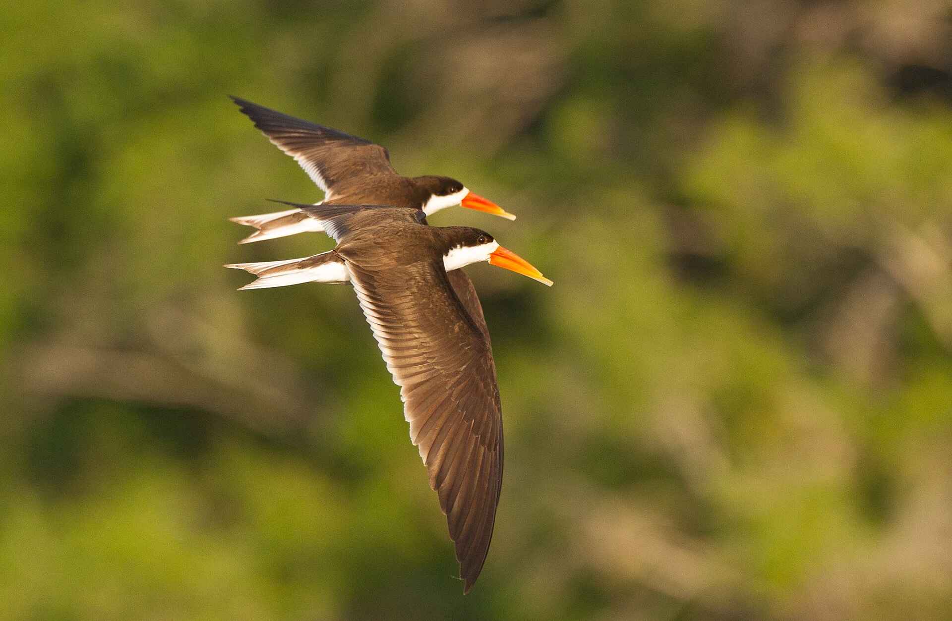 Fauna, Game Drive, Tiere, Wild, Wild Beobachtung, African Skimmer, Scherenschnabel, Wasservogel, Afrikarma, Afrikarma Safaris, Afrikarma Safaris Wildnis Hautnach, Afrikarma.de