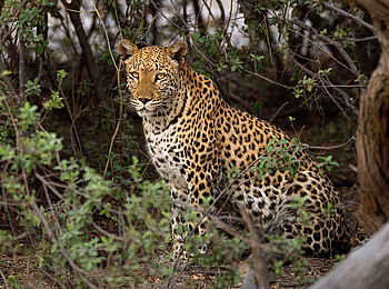 Kings Pool Camp: Leopard