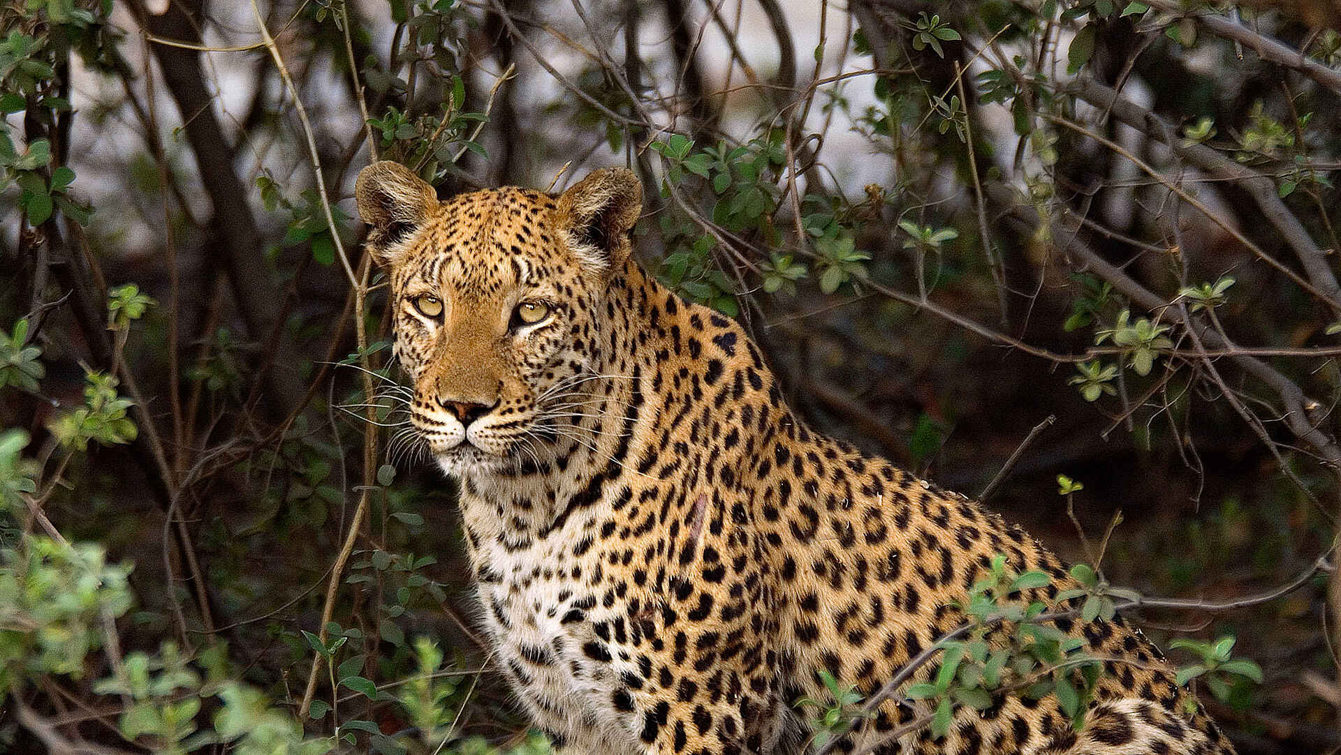 Kings Pool Camp: Leopard