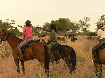 Kujwana Camp: Büffel im Gras