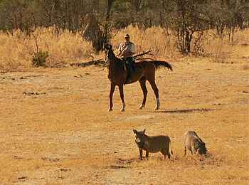 Kujwana Camp: Warzenschweine