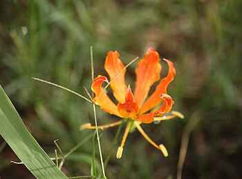 Lianshulu Lodge: Gloriosa Superba Lianshulu Lodge: Gloriosa Superba