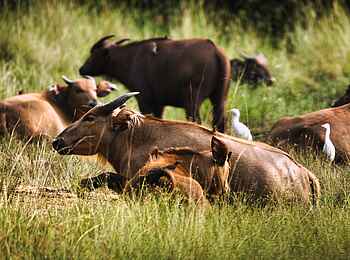 Loango Savannah Camp: ruhende Büffel